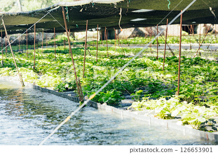 <Azumino> Wasabi fields at Daio Wasabi Farm 126653901