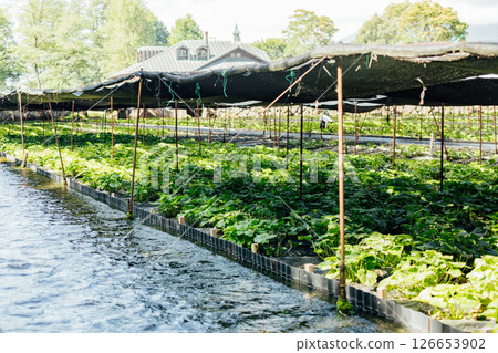 <安曇野> 大王芥末農場的芥末田 126653902