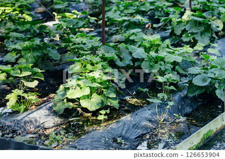 <Azumino> Wasabi fields at Daio Wasabi Farm 126653904