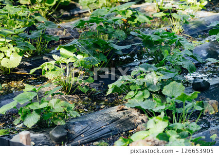 <Azumino> Wasabi fields at Daio Wasabi Farm 126653905