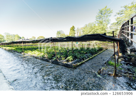 <Azumino> Wasabi fields at Daio Wasabi Farm 126653906