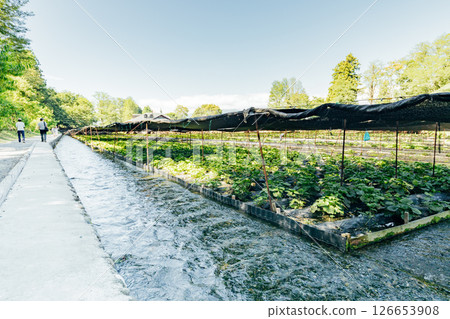 <安曇野> 大王芥末農場的芥末田 <安曇野> 大王芥末農場的芥末田 126653908