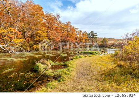 【青森縣八甲田山紅葉】古達裡沼澤的紅葉色彩繽紛，景色絕美 126653924