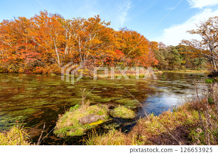 [Autumn Foliage of Mt. Hakkoda, Aomori Prefecture] The colorful autumn leaves of Gudari Swamp are truly a magnificent sight 126653925