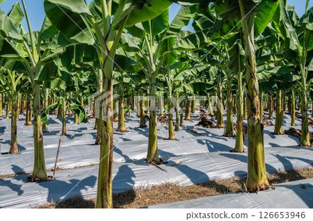 Banana plantation field. Banana trees, belonging to the Musa genus, are tropical plants known for their iconic fruit and large, lush leaves. 126653946