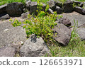 Grass growing from the gaps in rocks 126653971