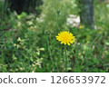 Yellow flowers blooming in nature 126653972