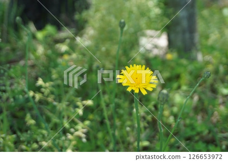 大自然中盛開的黃色花朵 126653972