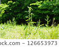 A natural expanse of grassland 126653973