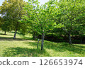 3 trees 126653974