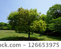 One big tree 126653975