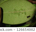Aphids on the leaves of Rhaphiolepis umbellata 126654002