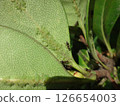 Aphids on the leaves of Rhaphiolepis umbellata 126654003