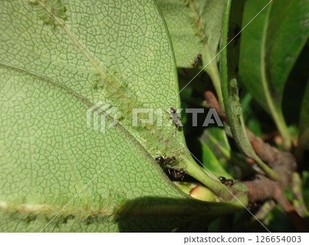 Rhaphiolepis umbellata 葉上的蚜蟲 126654003