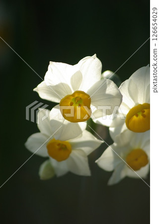 陽光下的水仙花 陽光下的水仙花 126654029