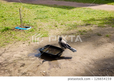 A Colorful Bird Enjoying Its Time Bathing in a Water Tray Placed on Soft Green Grass A Colorful Bird Enjoying Its Time Bathing in a Water Tray Placed on Soft Green Grass 126654159