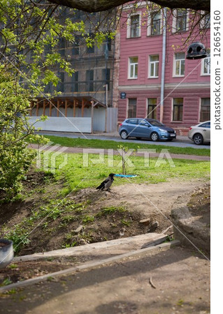 An Urban Scene Depicting a Crow Standing on Grass Surrounded by Cars and a Building Nearby An Urban Scene Depicting a Crow Standing on Grass Surrounded by Cars and a Building Nearby 126654160