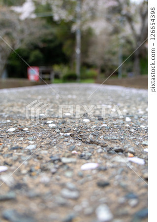 Cherry blossom petals scattered on a stone bridge Cherry blossom petals scattered on a stone bridge 126654398