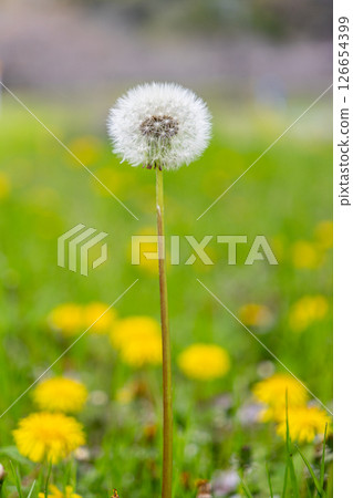 Dandelion's fluff and cherry blossom petals Dandelion's fluff and cherry blossom petals 126654399