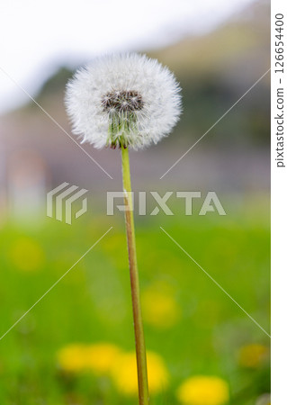 Dandelion swaying in the wind Dandelion swaying in the wind 126654400