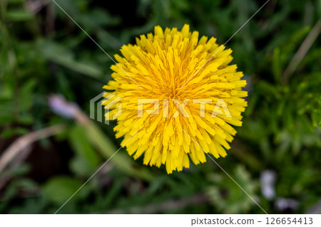 蒲公英黃色的花朵 蒲公英黃色的花朵 126654413