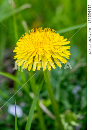 田野裡盛開的蒲公英 126654415