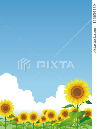 Sunflower 01 126654589