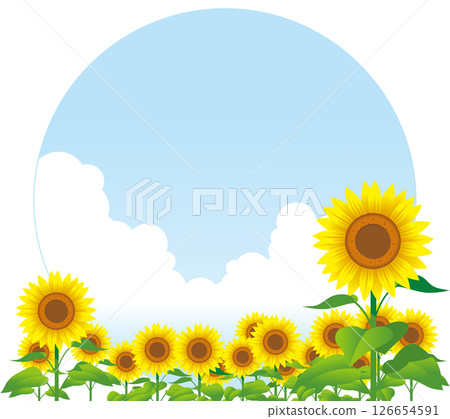 Sunflower 03 126654591