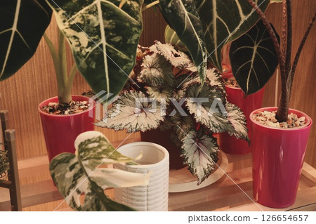 Lively and Vibrant Indoor Plants Beautifully Arranged in Colorful Pots for Home Decor 126654657