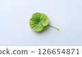 CICA (Centella asiatica) leaves / Skin care, beauty, cosmetics 126654871