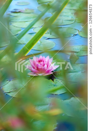 A Serene Water Lily Beautifully Blooming Among Lush Green Lilypads in a Tranquil Pond 126654873