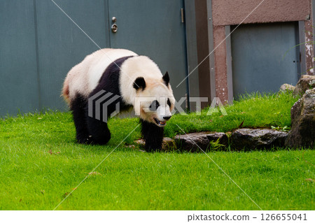 Goodbye Pandas - Adventure World's Saihama 10 in Nanki Shirahama 126655041