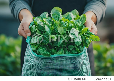 Close-up of fresh, green basil leaves in a bag held by a person in a vibrant garden 126655583