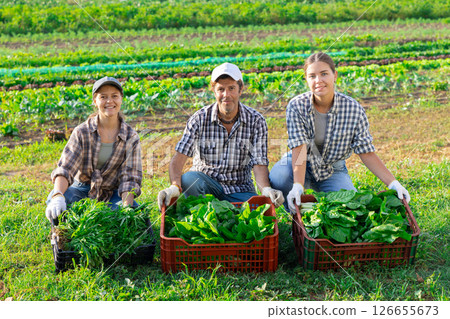 Portrait of three farmers - man and two women with boxes of chard and arugula harvest in their hands in farmer field Portrait of three farmers - man and two women with boxes of chard and arugula harvest in their hands in farmer field 126655673