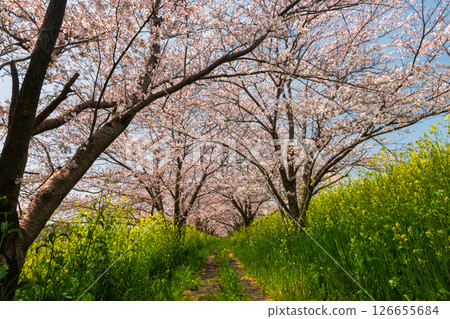 Tamasaku, Kumagaya City, Saitama Prefecture - Cherry blossom trees lined the Wadayoshino River, a tributary of the Arakawa River, near the Tamasaku Water Gate. A tunnel of Somei-Yoshino cherry trees and a field of rapeseed flowers. 126655684