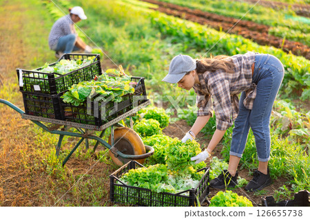Girl works on plantation cuts bunches of garden cress salad and puts them in box for transportation 126655738