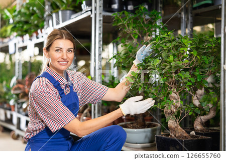 Young saleswoman arranging ornamental potted Ficus Ginseng in plant shop 126655760