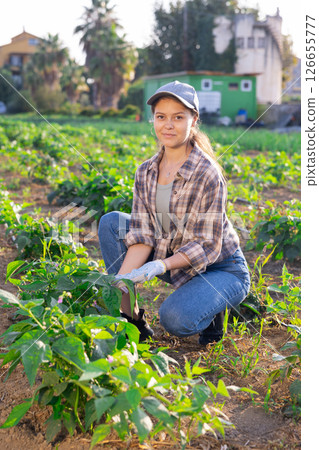 Young woman harvesting bell peppers in field 126655777