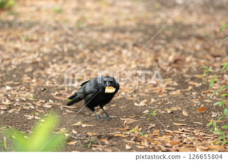 A crow descends to the ground to eat food A crow descends to the ground to eat food 126655804