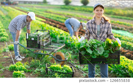 Young woman harvesting chard in field 126655838
