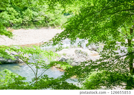 Beautiful green foliage and clear streams Beautiful green foliage and clear streams 126655853