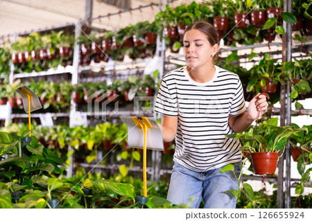Positive girl choosing potted epipremnum aureum in gardening store Positive girl choosing potted epipremnum aureum in gardening store 126655924