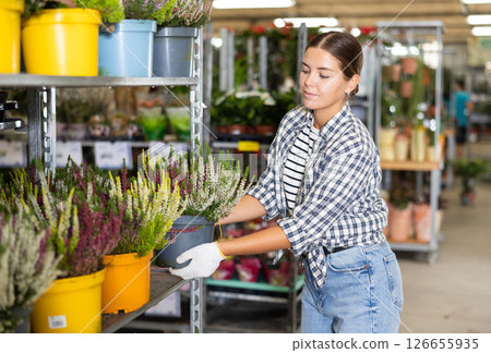 Saleswoman of flower shop near shelf with calluna chooses pot with young plant to send for customer 126655935