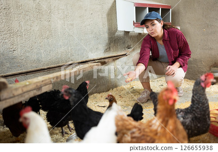 Young woman feeding hens in chicken coop Young woman feeding hens in chicken coop 126655938