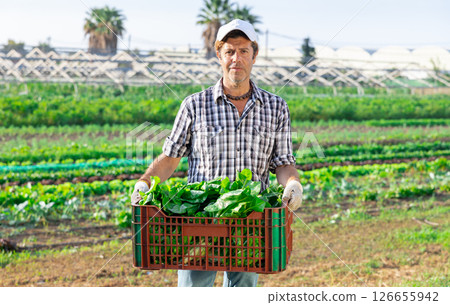 Portrait of successful horticulturist on farm plantation of leafy vegetables with freshly harvested chard in box 126655942