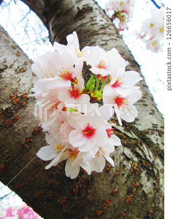 櫻花(染井吉野)風景(2025年拍攝) 櫻花(染井吉野)風景(2025年拍攝) 126656017