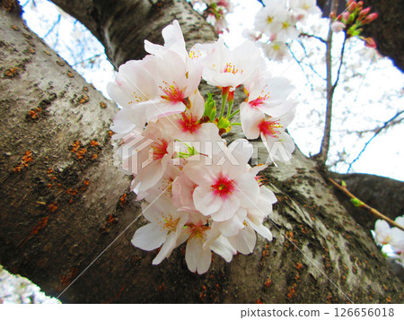 Cherry blossom (Somei-Yoshino) scenery (photographed in 2025) 126656018