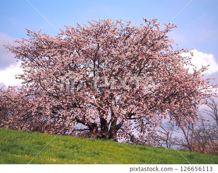 Osamu cherry blossoms in full bloom blooming on the cherry embankment of Arakawa Sports Park in Kawaguchi City 126656113