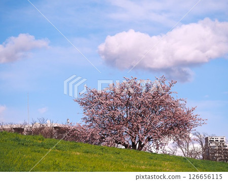 Osamu cherry blossoms in full bloom blooming on the cherry embankment of Arakawa Sports Park in Kawaguchi City Osamu cherry blossoms in full bloom blooming on the cherry embankment of Arakawa Sports Park in Kawaguchi City 126656115