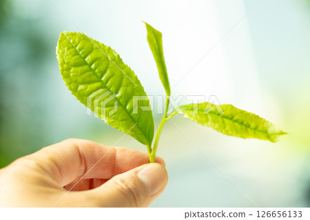 The first tea leaves that sprouted in early summer and were picked 126656133